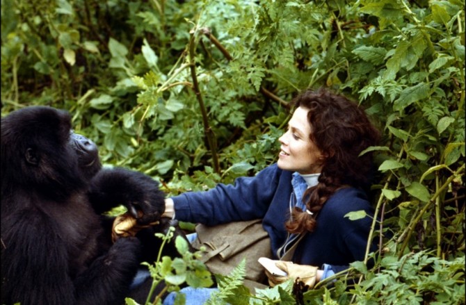 Gorillas in the Mist: The Story of Dian Fossey (1988) – Filmonizirani - Gorillas In The Mist The Story Of Dian Fossey